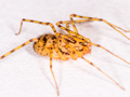 Scytodes thoracica